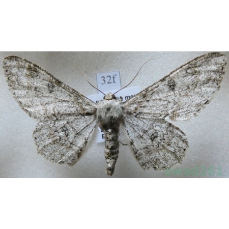 Ascotis selenaria (Denis & Schiffermüller, 1775) Przylepek księżycowiak Czech32f